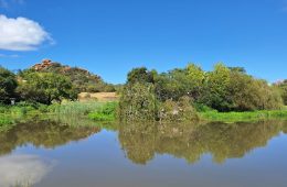 Storm causes iconic Willow tree to topple over into the Lonehill Dam