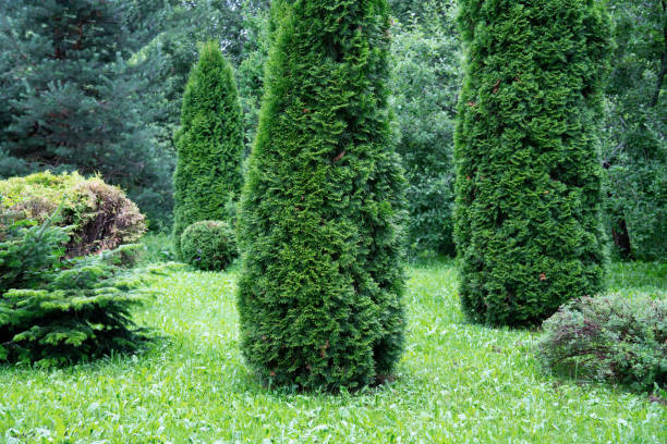 Beautiful garden with juniper evergreen shrub trees