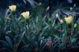 Glow flower in the evening