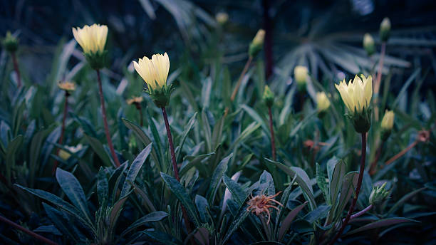 Glow flower in the evening