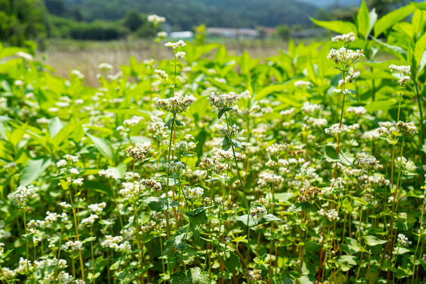 Summer loving buckwheat crops flowering in a garden